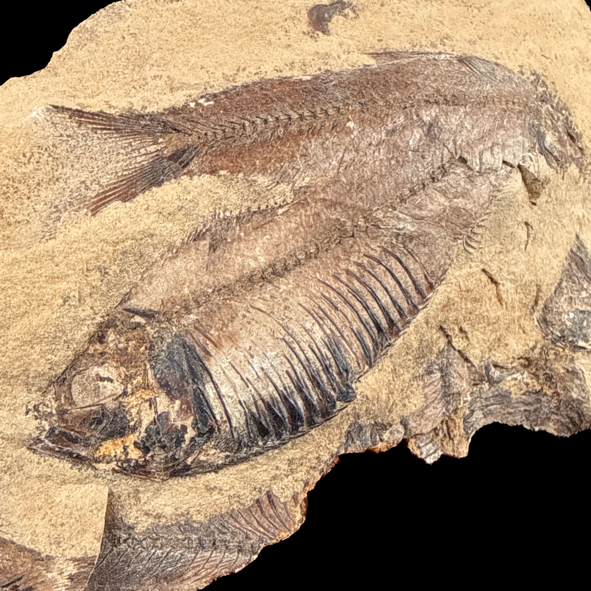 Close up of Fossil Fish skeleton from Wyoming