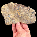 Back side of fossil fish mortality plate from Wyoming