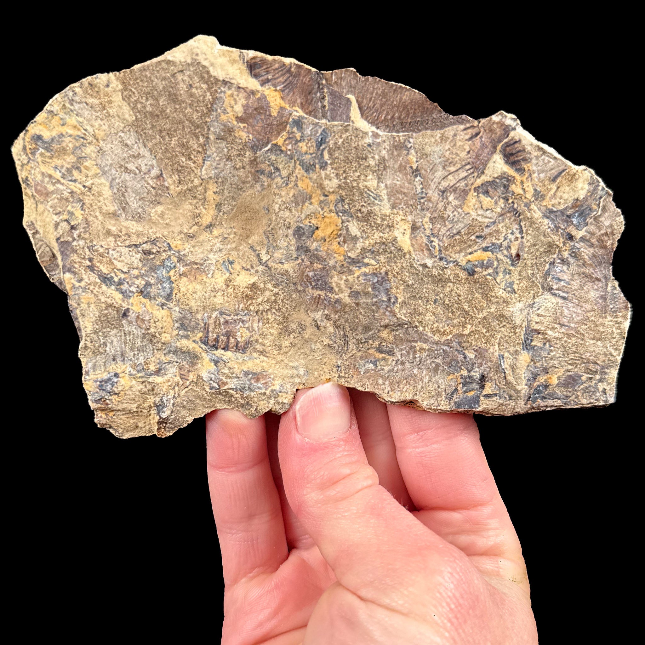 Back side of fossil fish mortality plate from Wyoming