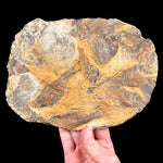 Fossilized Fish Mortality Plate from Lake Gosuite, Wyoming