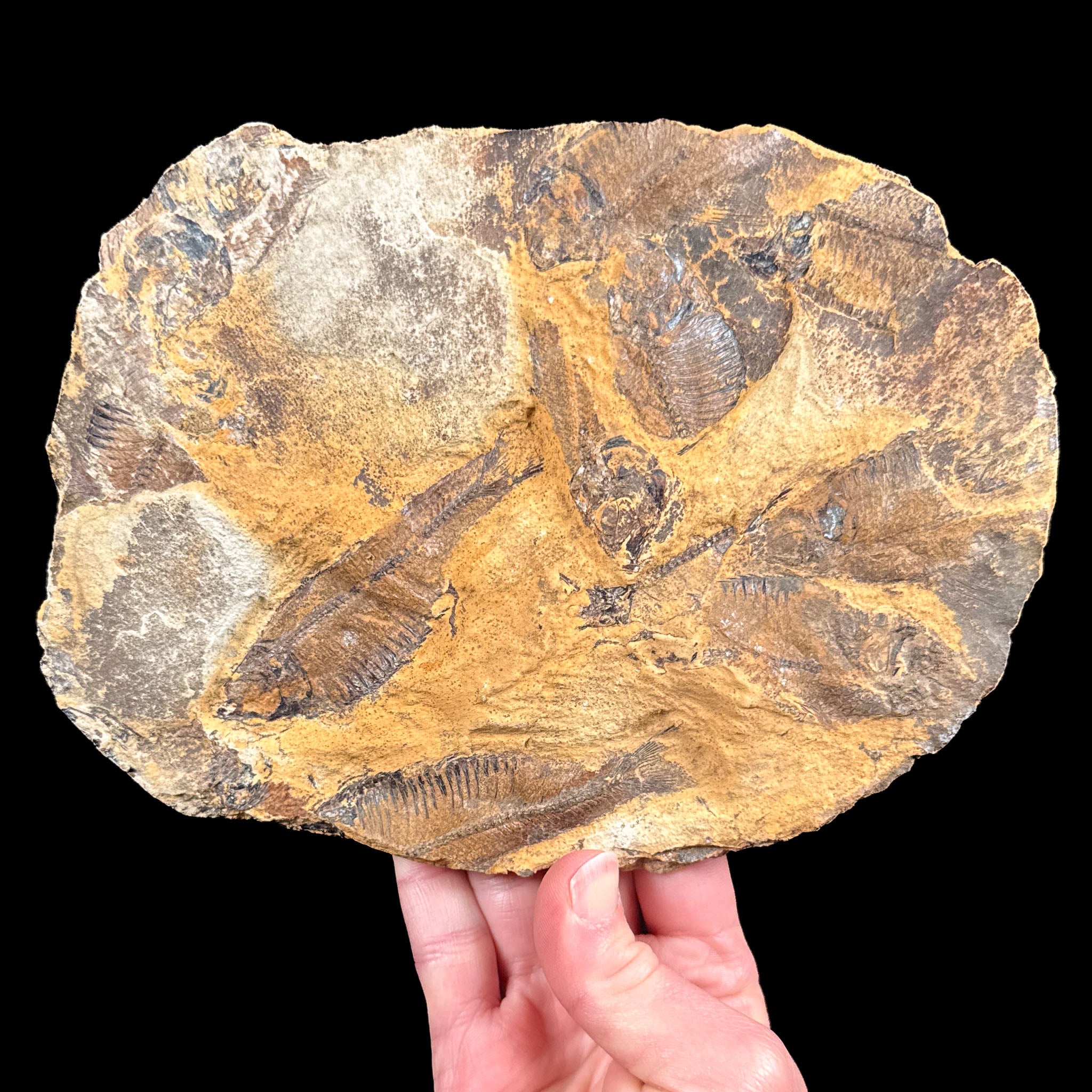Fossilized Fish Mortality Plate from Lake Gosuite, Wyoming