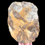 Fossil Fish Plate with Multiple fish from Lake Gosuite Deposit, Wyoming