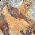 Close up of Fossil Fish from Lake Gosuite Deposit, Wyoming