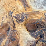 Close up of Fish Fossil from Lake Gosuite Wyoming