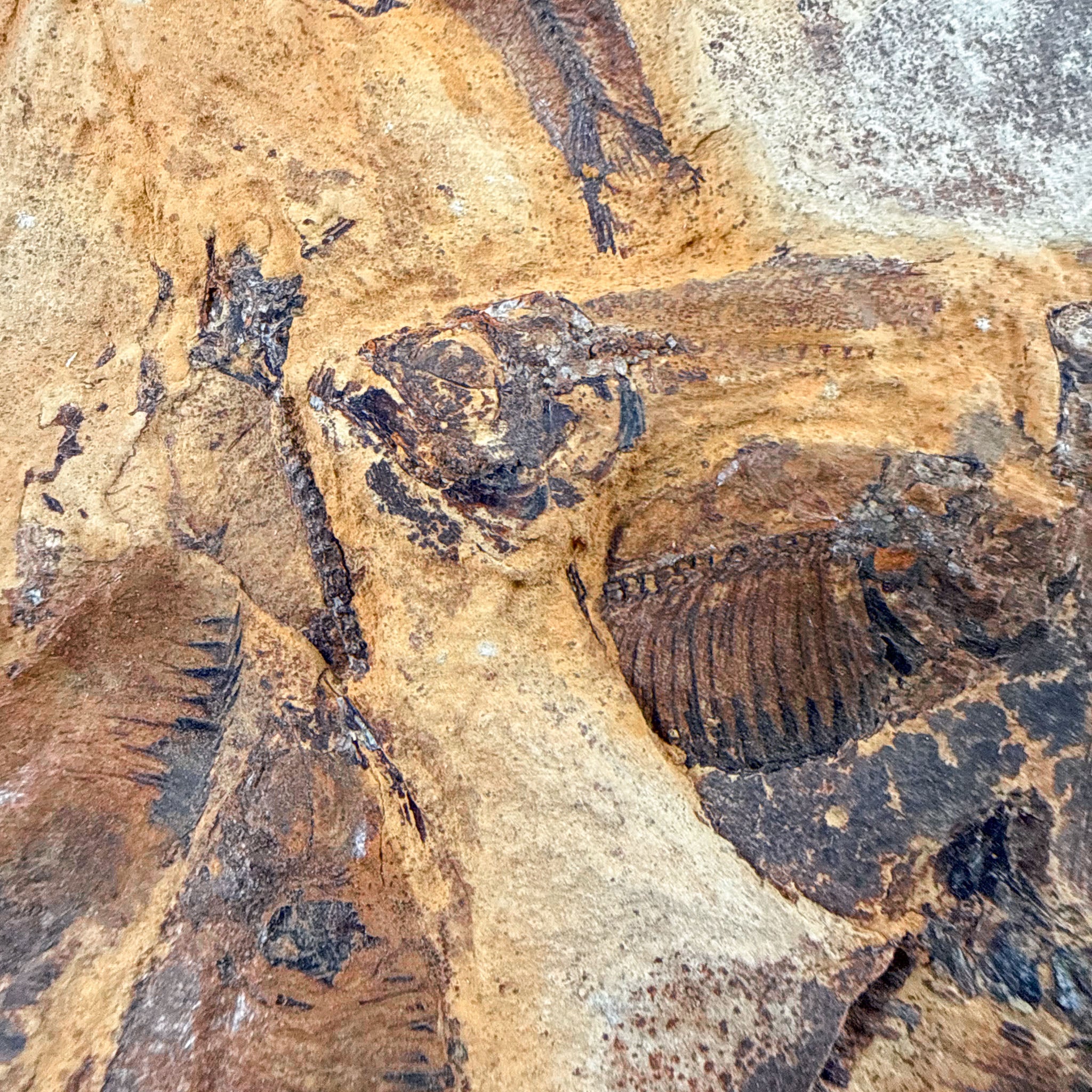 Close up of Fish Fossil from Lake Gosuite Wyoming