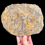 Back side of Fossil Fish plate