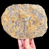 Back side of Fossil Fish plate