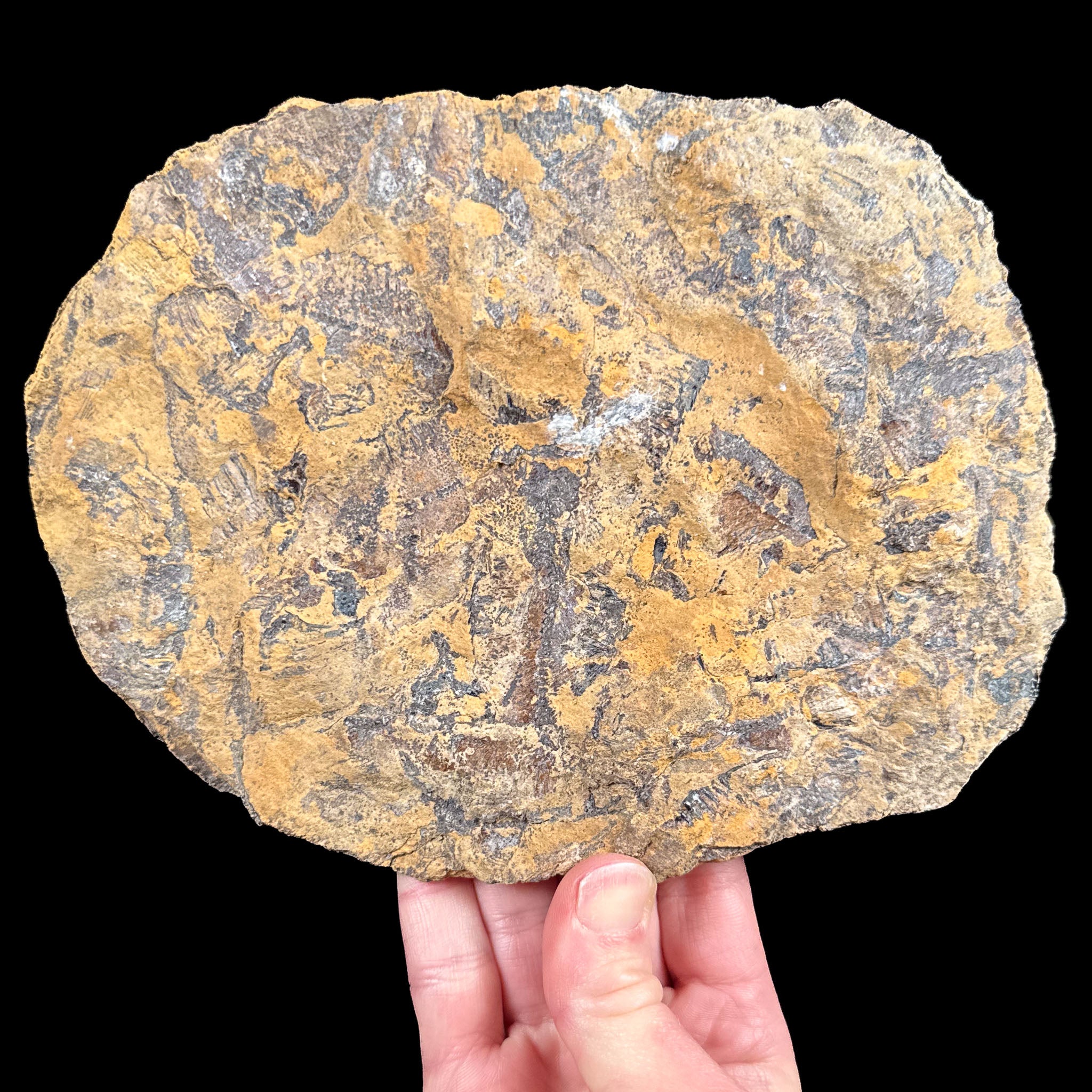 Back side of Fossil Fish plate