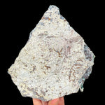 Back side of specimen