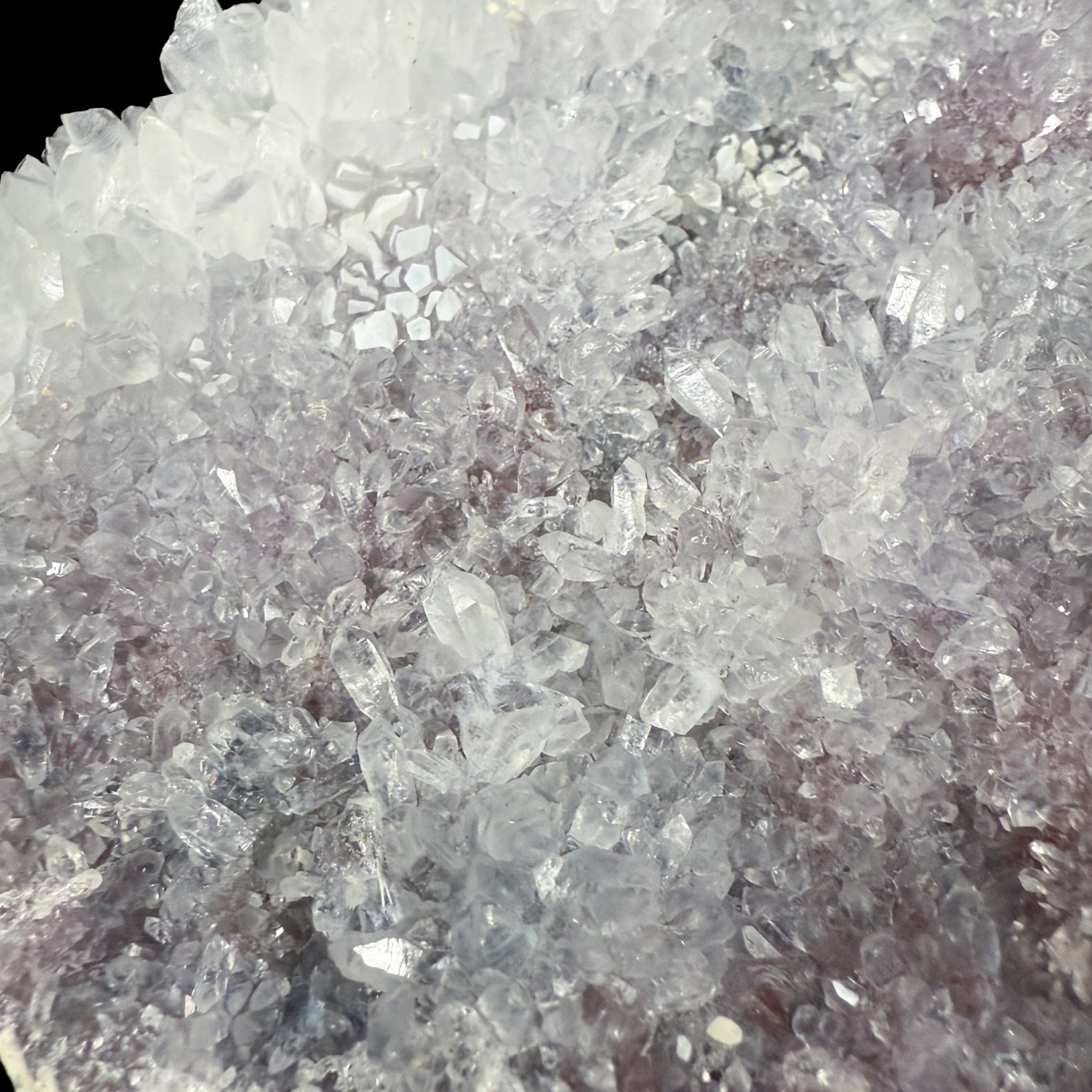 Close up of flower amethyst