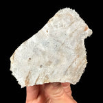 Back side of specimen
