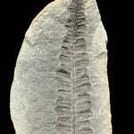 Close up of fern Fossil from Illinois