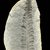 Close up of fern Fossil from Illinois