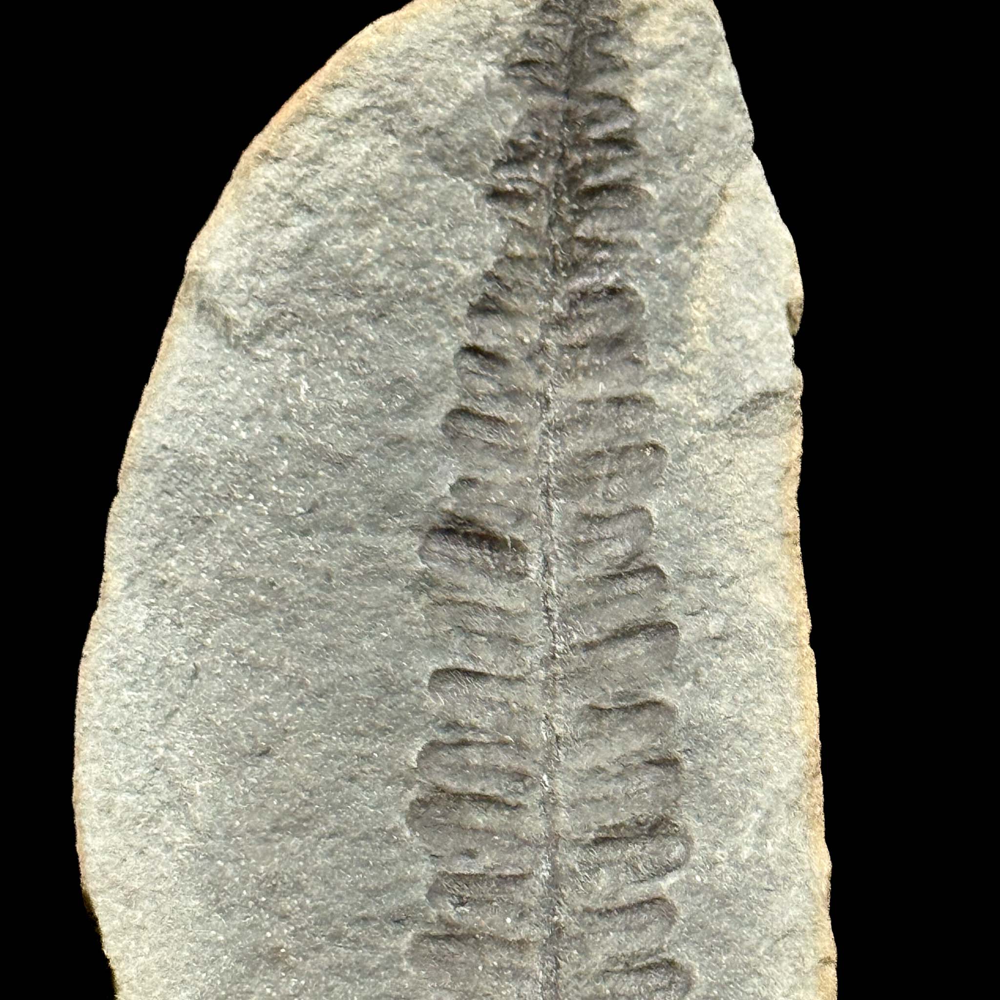 Close up of fern Fossil from Illinois