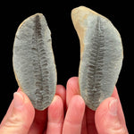 Fern Fossil - Illinois, USA