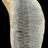 Close up of Fern Fossil from Illinois, USA