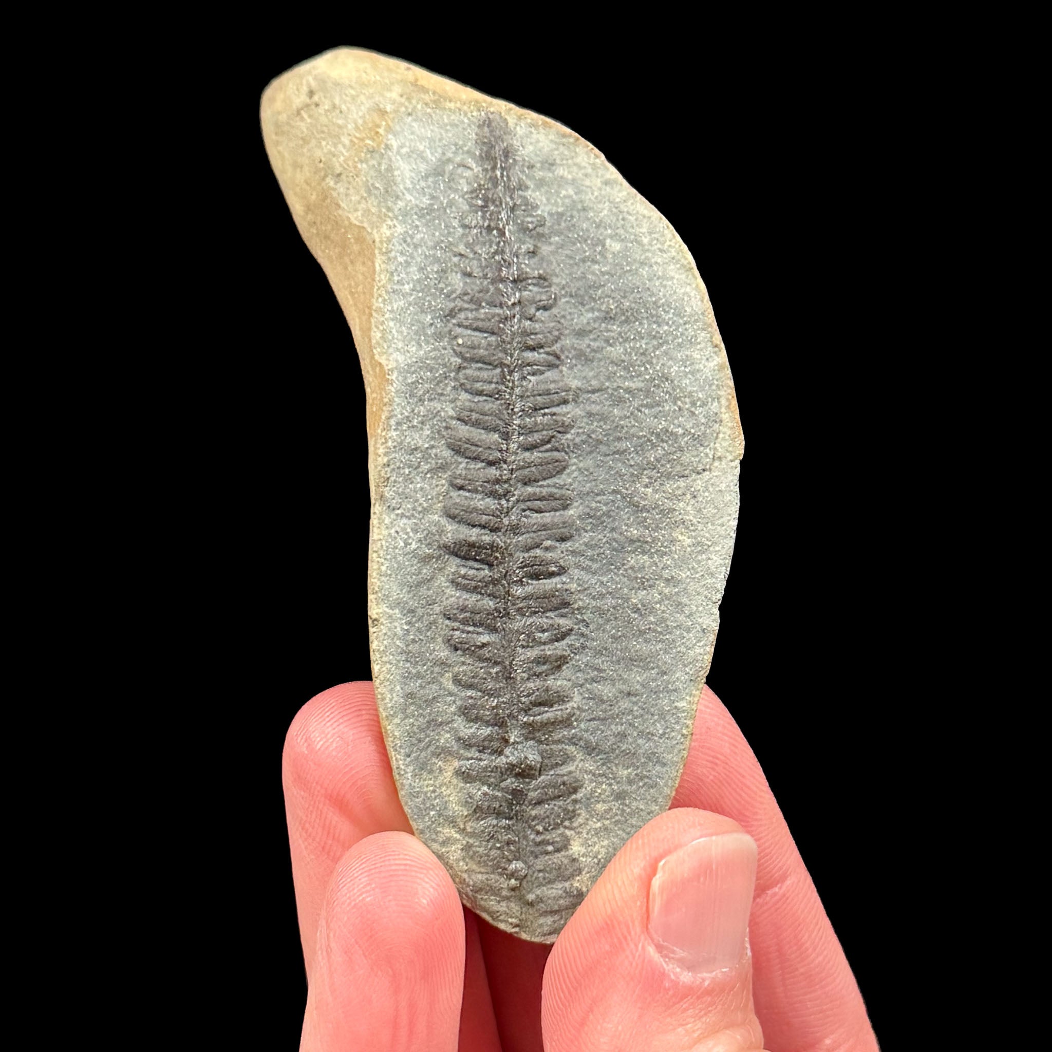Fossilized fern from Illinois, USA
