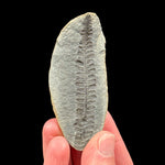 Fern Fossil Illinois, USA