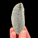 Fern Fossil Illinois, USA