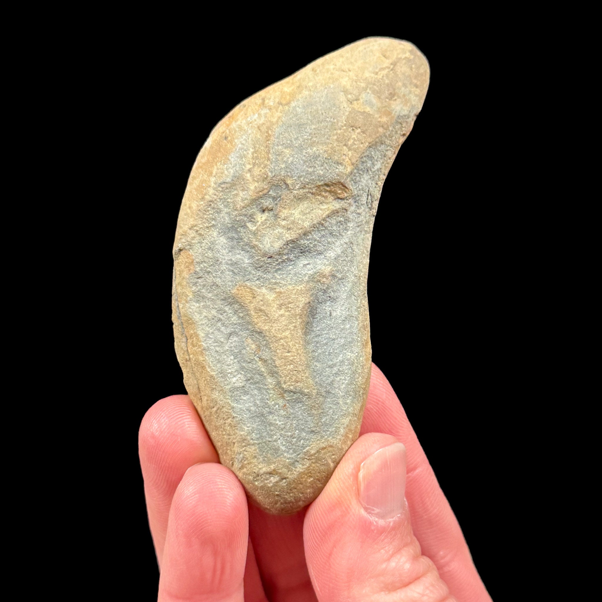 Exterior of Fern Fossil concretion from Illinois