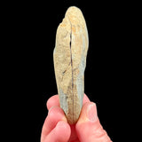 Split pair fern fossil from Illinois