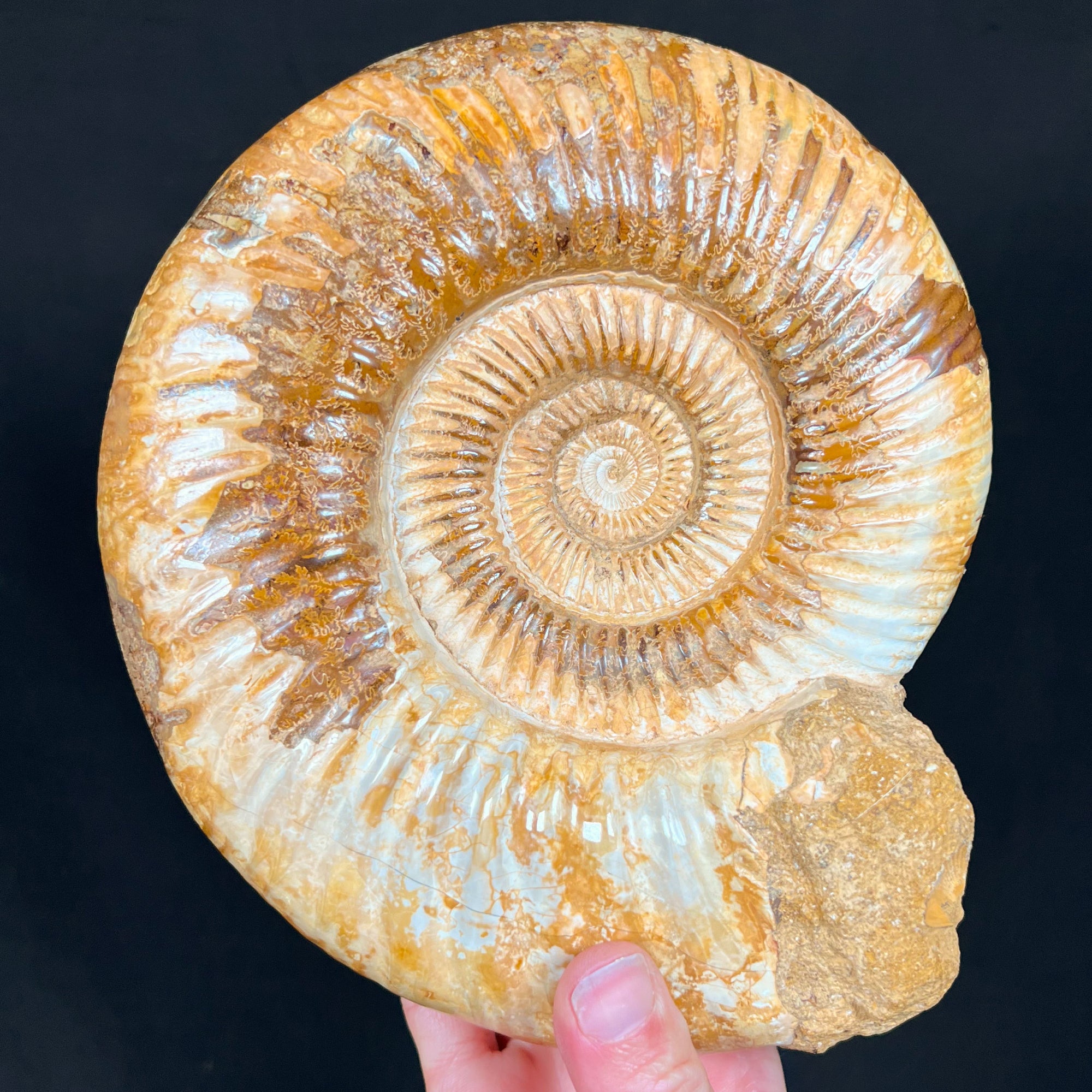 Fossil Ammonite Perisphinctes from Madagascar
