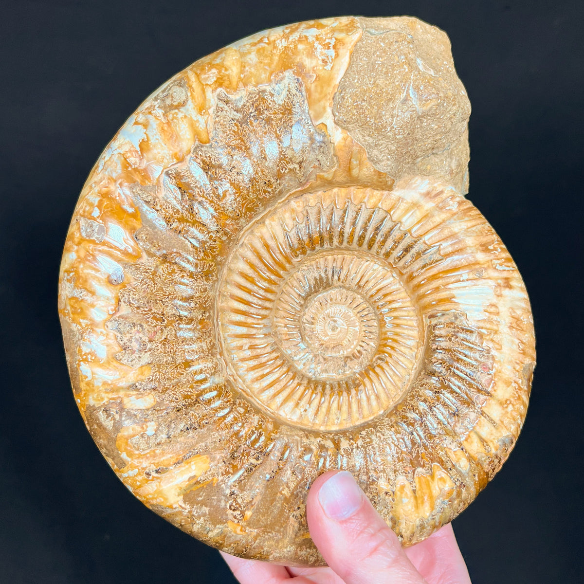 Fossilized Ammonite Shell Large