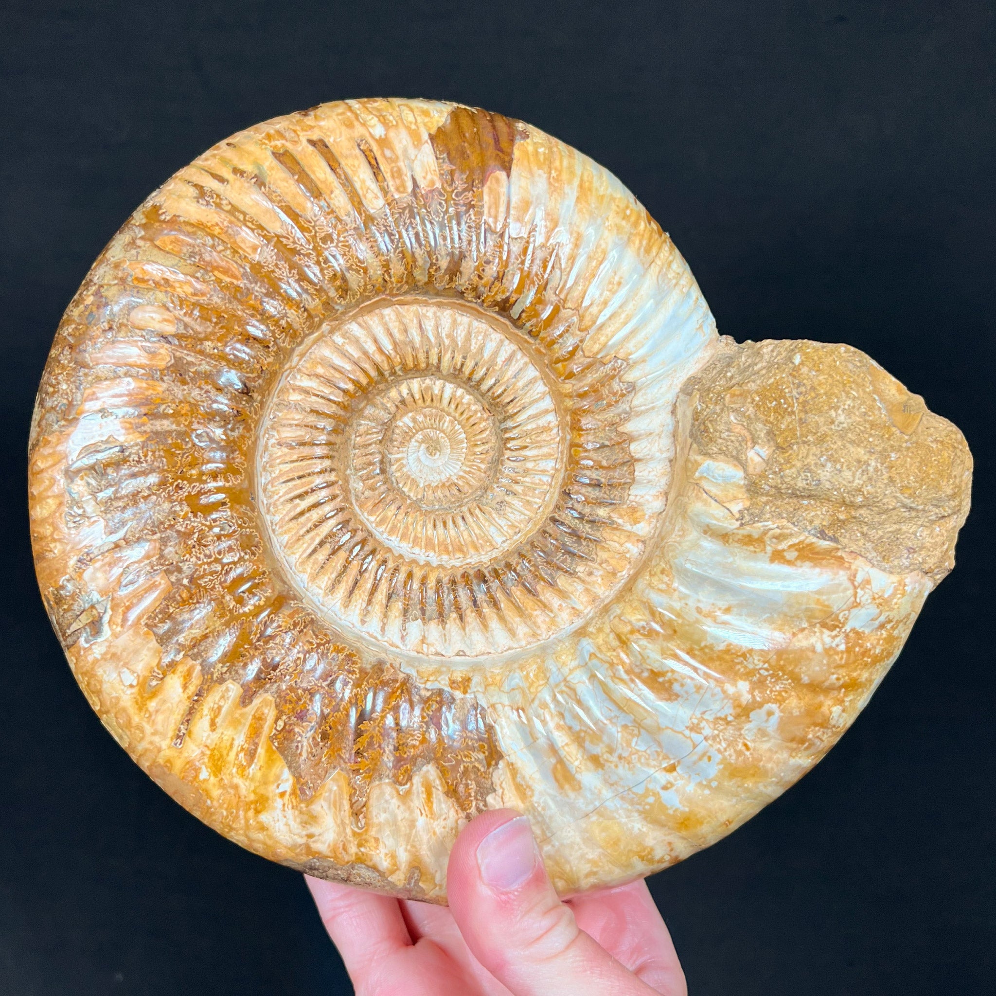 Buy ammonite fossil deals