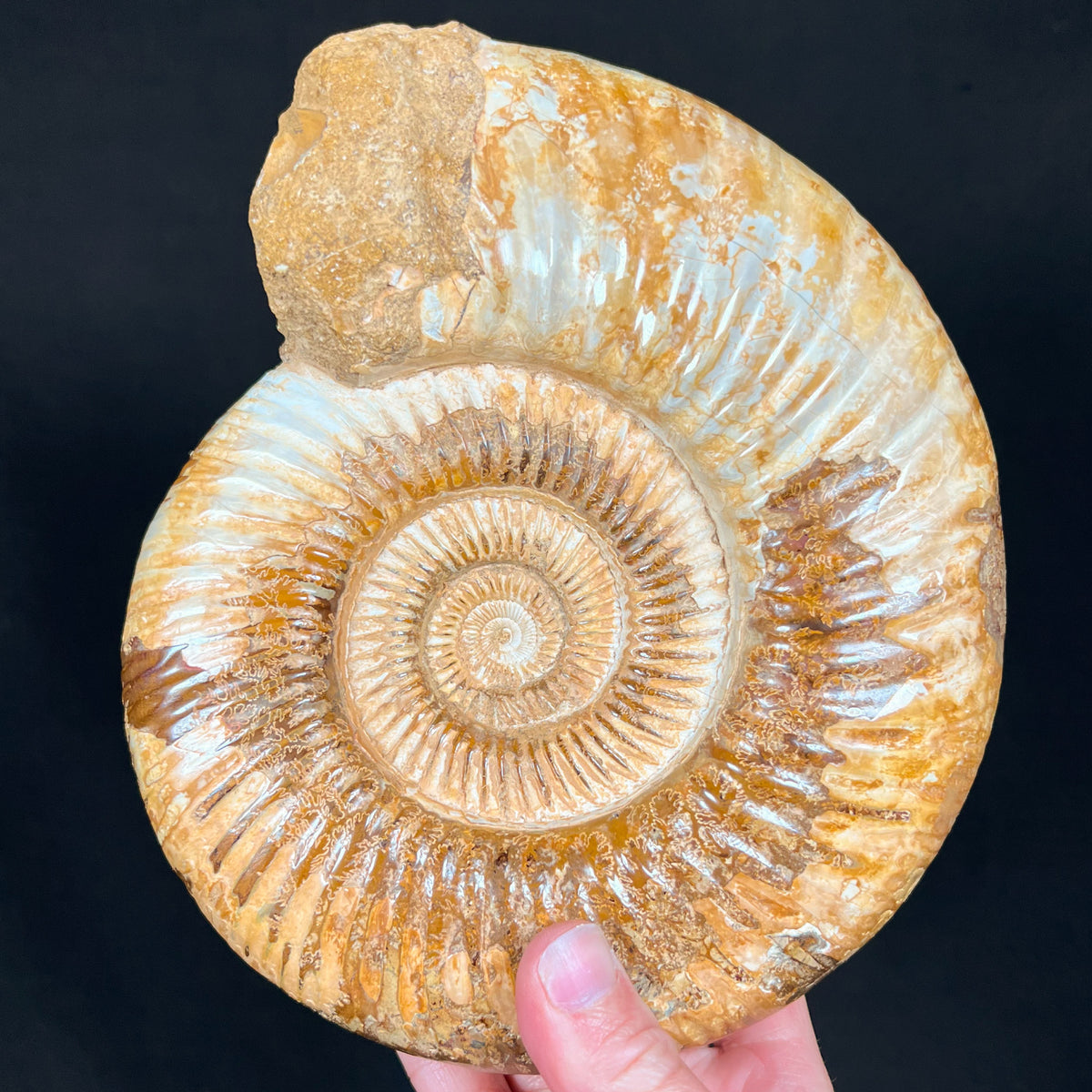 Complete Fossil Ammonite Shell from Madagascar