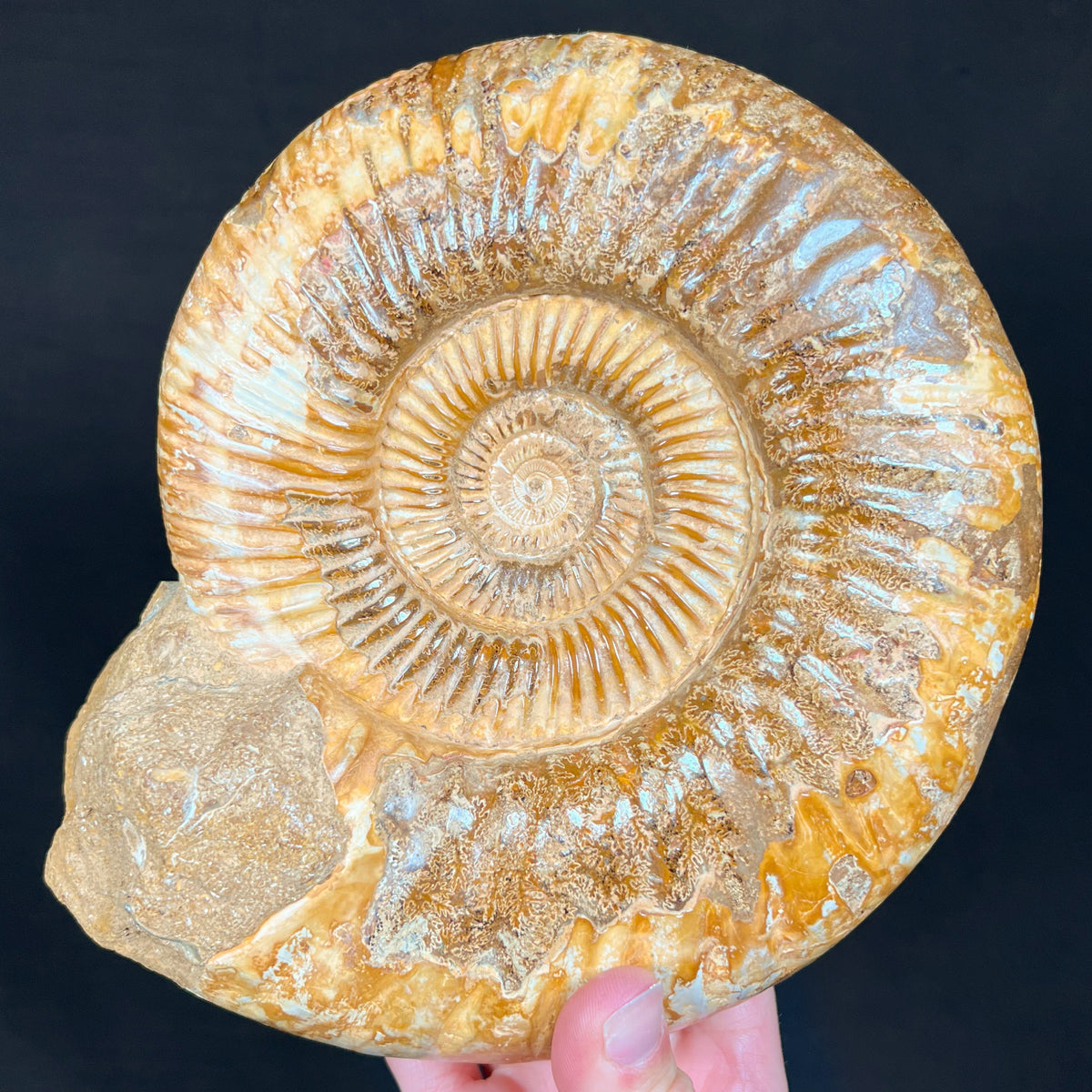 Large Fossilized Ammonite Shell Tan, Cream and White