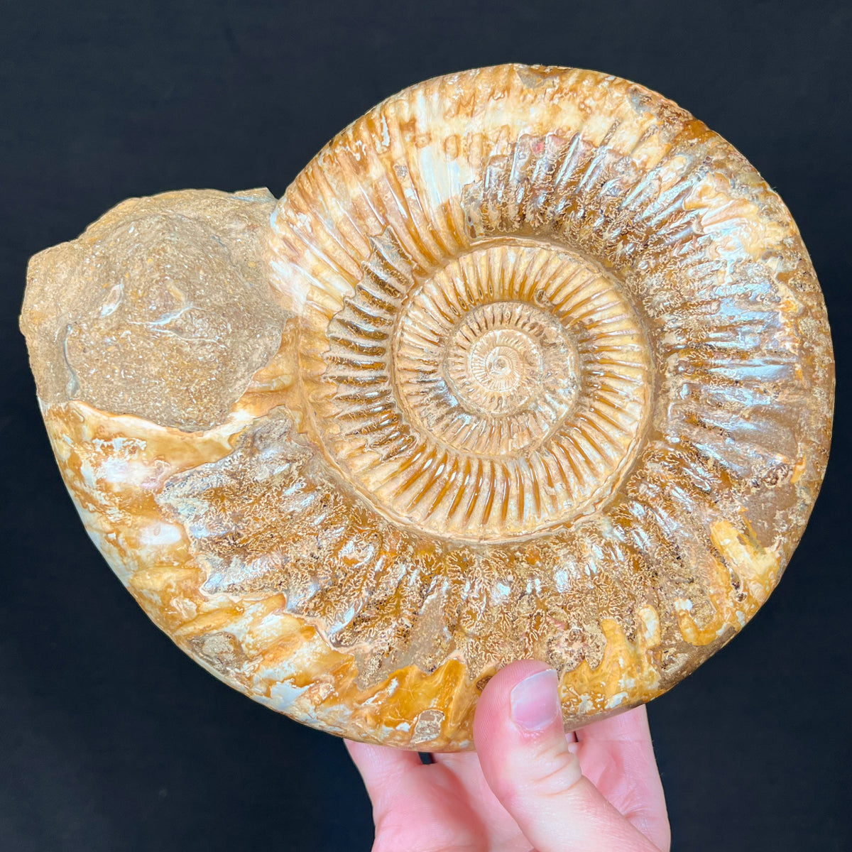 Perisphinctes Ammonite Fossil from Madagascar