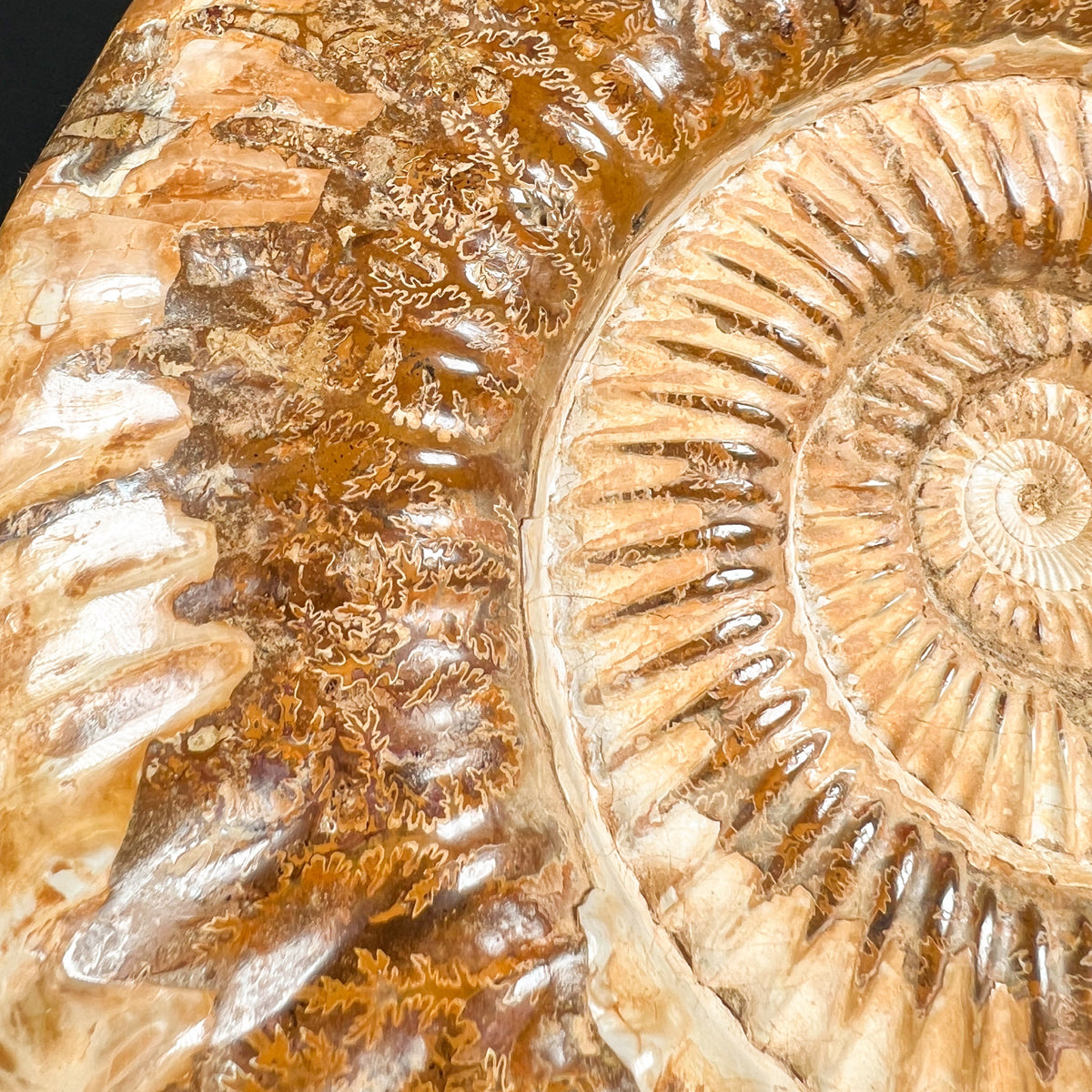 Ammonite Suture Marks