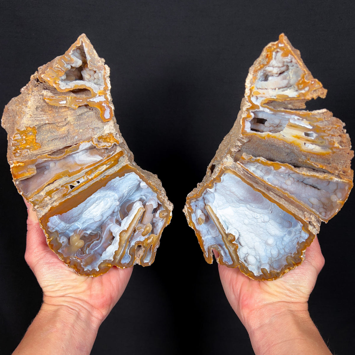 Chalcedony Crystals Inside an Extra Large Fossilized Coral Pair from Florida
