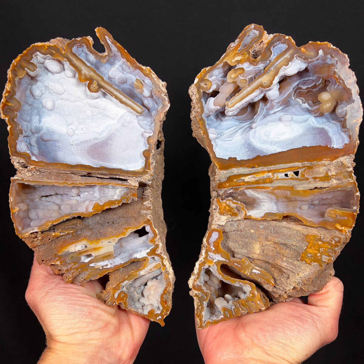 Fossilized Coral Pair with Chalcedony Crystals Inside