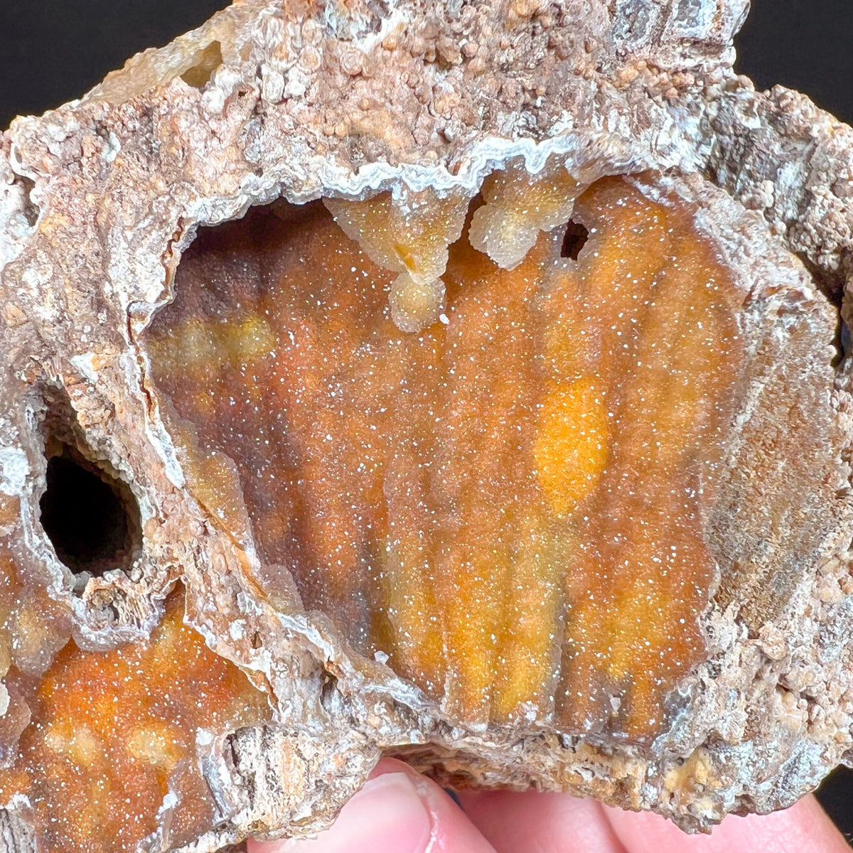 Drusy Quartz Crystals Inside Fossilized Coral from Florida