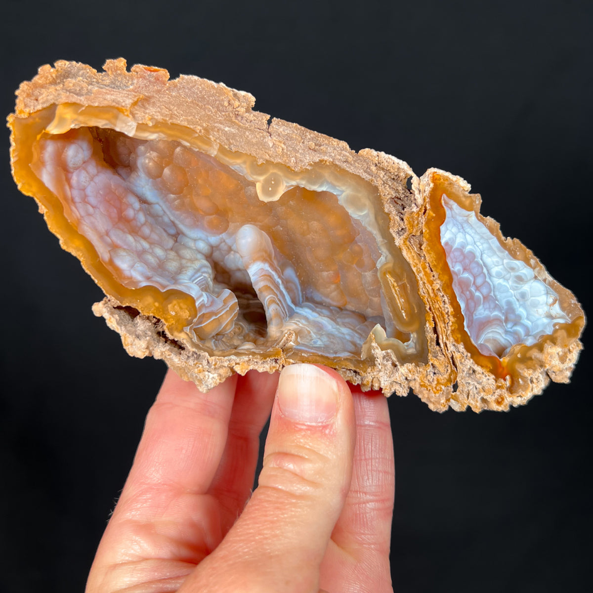 Interior of Fossilized Coral Pair from Florida