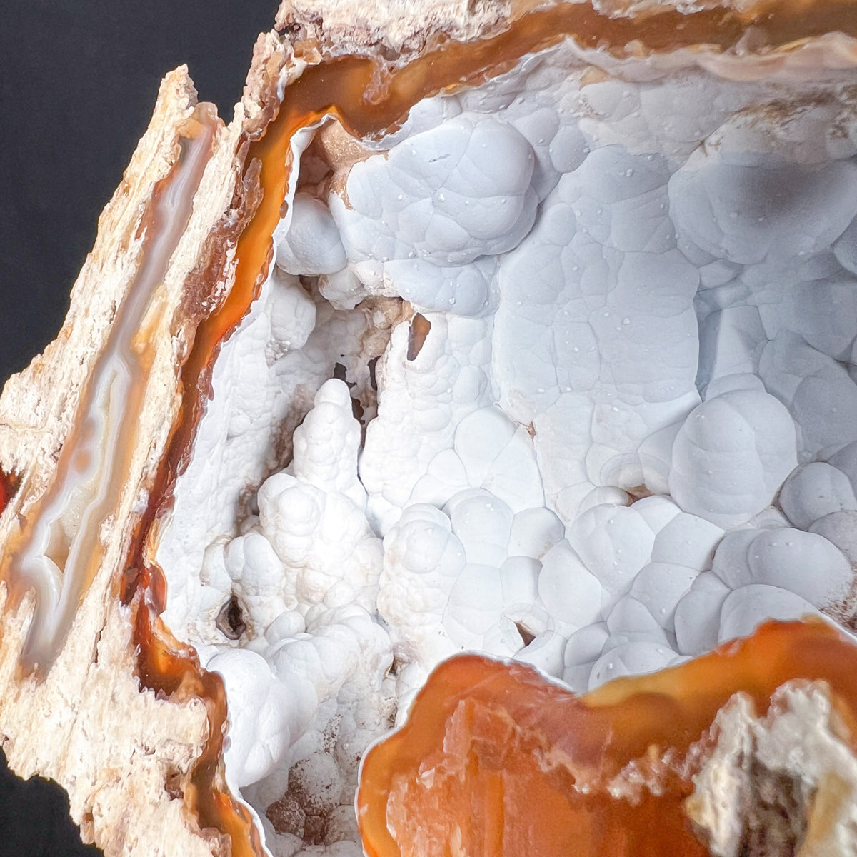 Botryoidal Chalcedony In Fossilized Coral From Florida