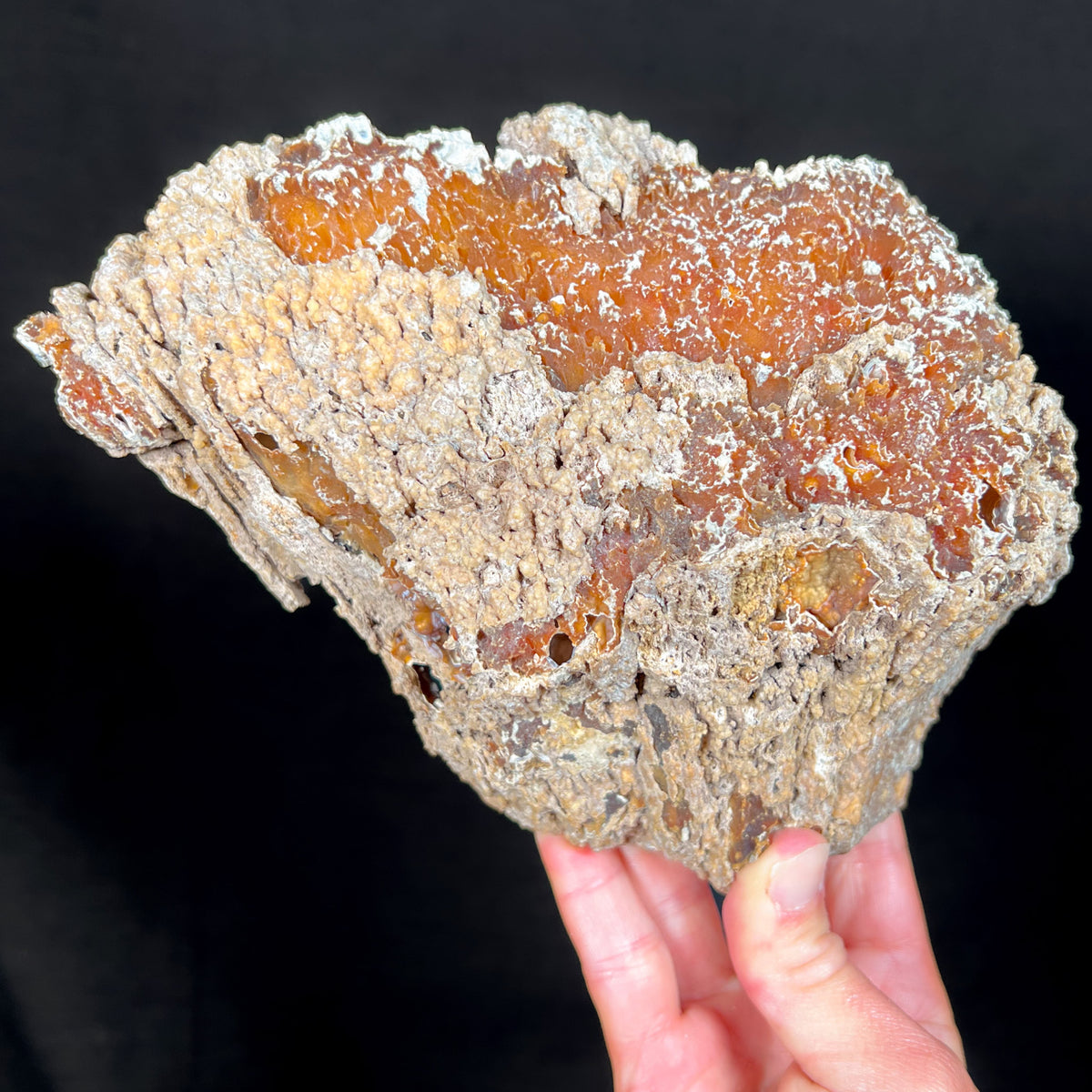 Exterior of large fossilized coral