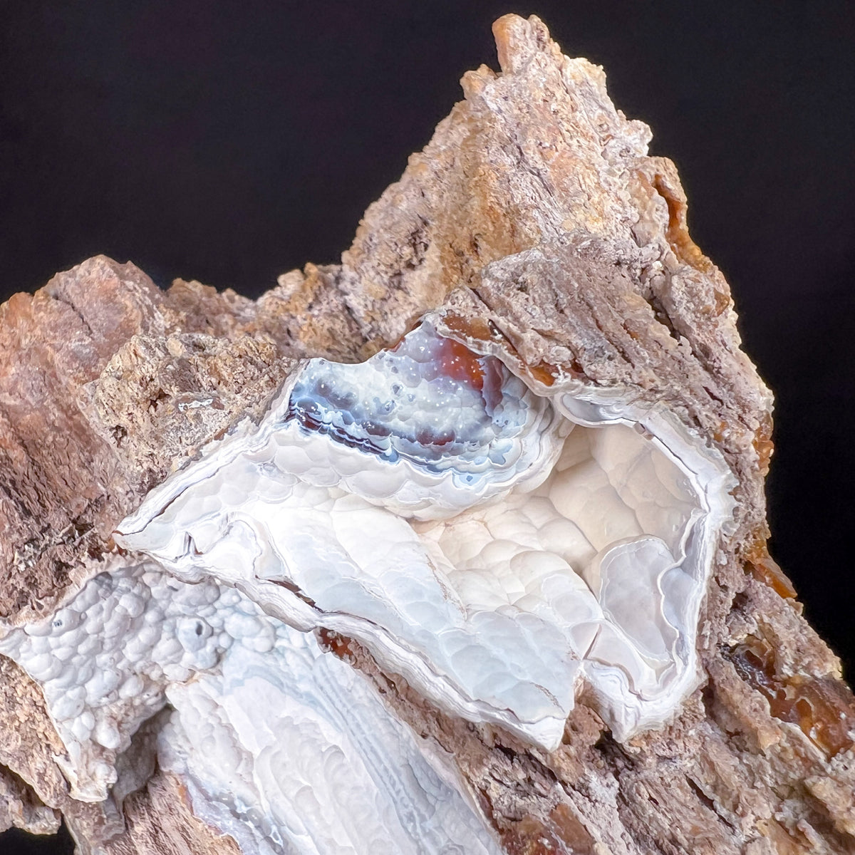 Exterior of Fossilized Coral Showing Chalcedony Crystallization