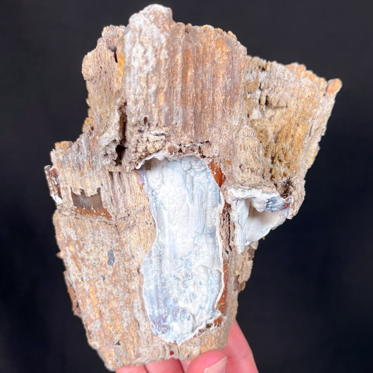 Exterior of Fossilized Coral from Florida Displaying Chalcedony Replacement