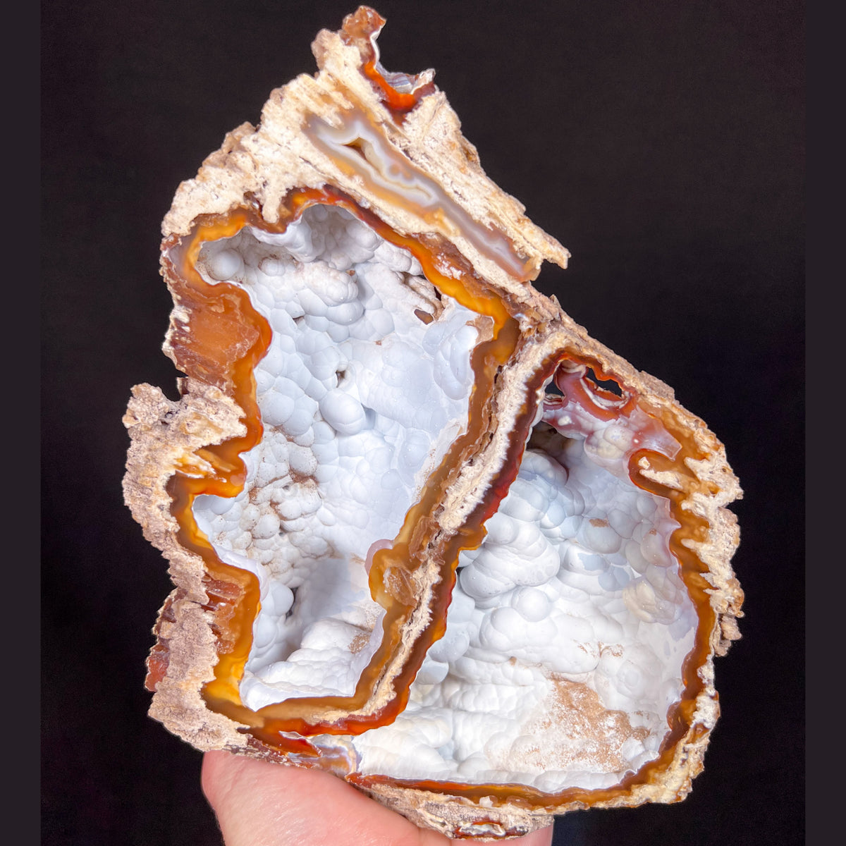 Fossil Coral with Chalcedony Crystals