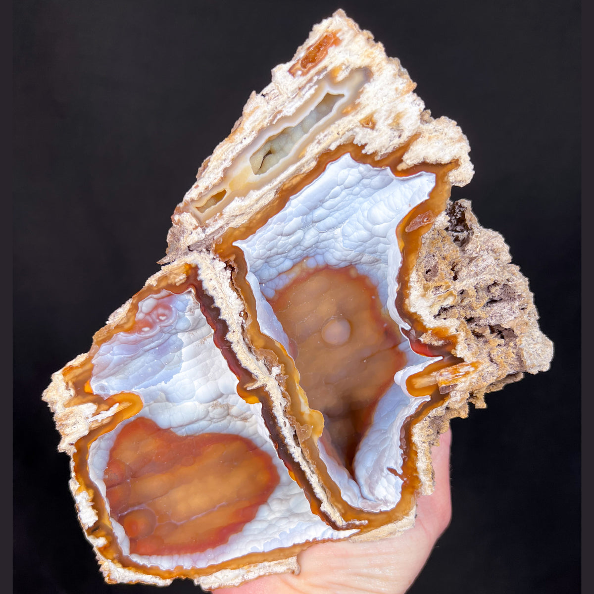 Fossil Coral with Botryoidal Chalcedony Crystals