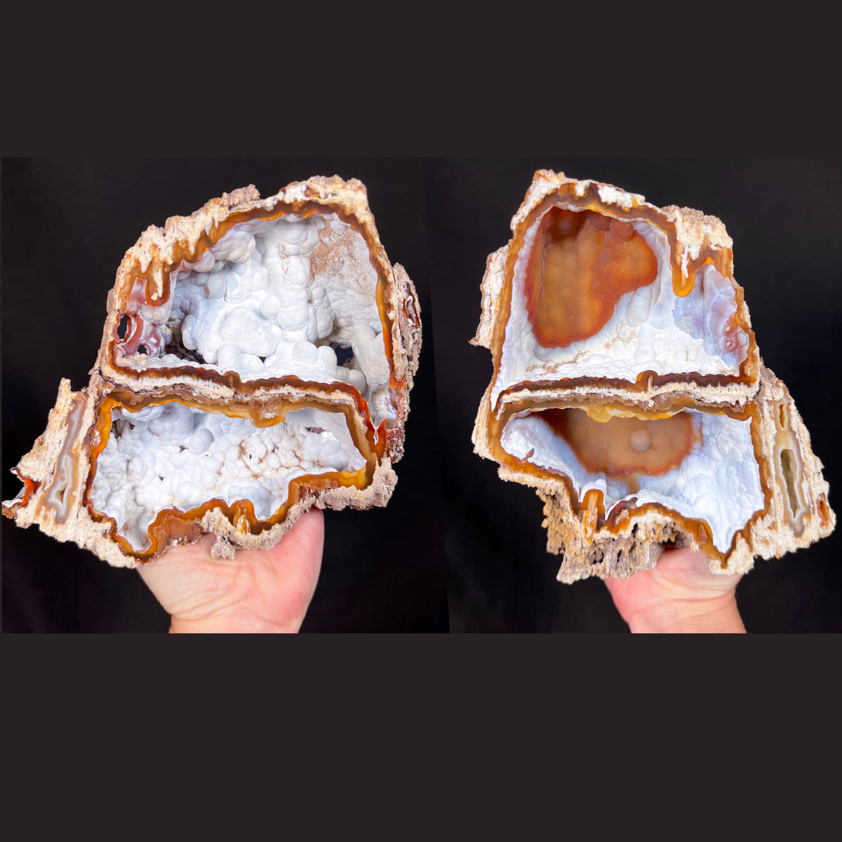 Large Fossil Coral Pair with Chalcedony