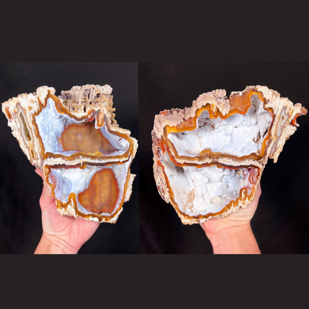 Fossil Coral Pair
