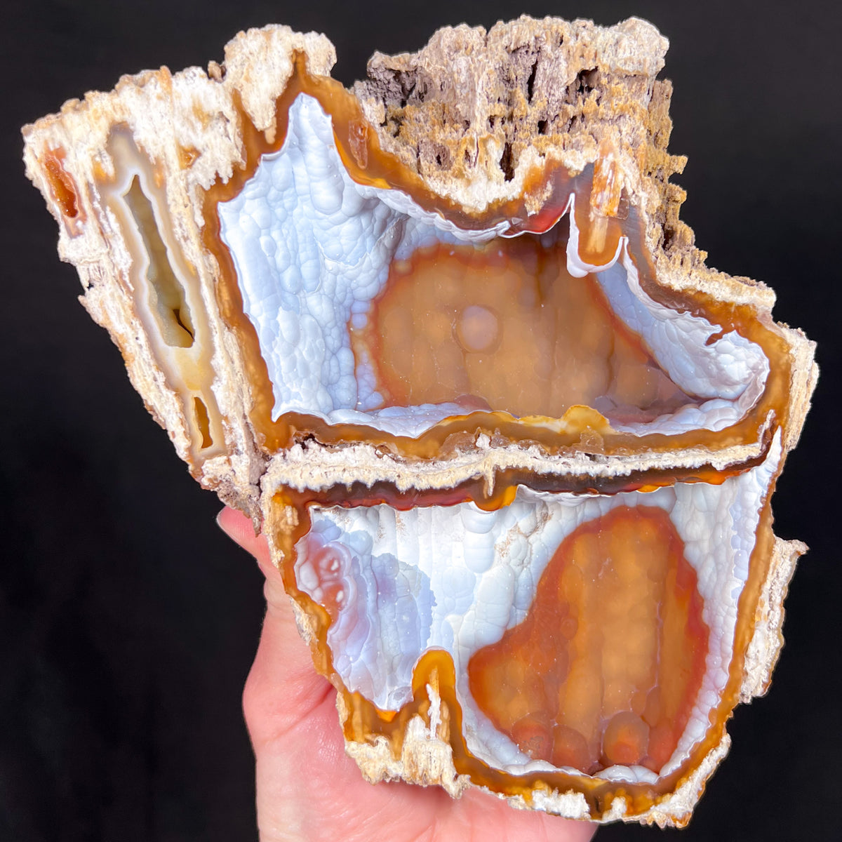 Fossilized Coral from Florida with Quartz Chalcedony Inside