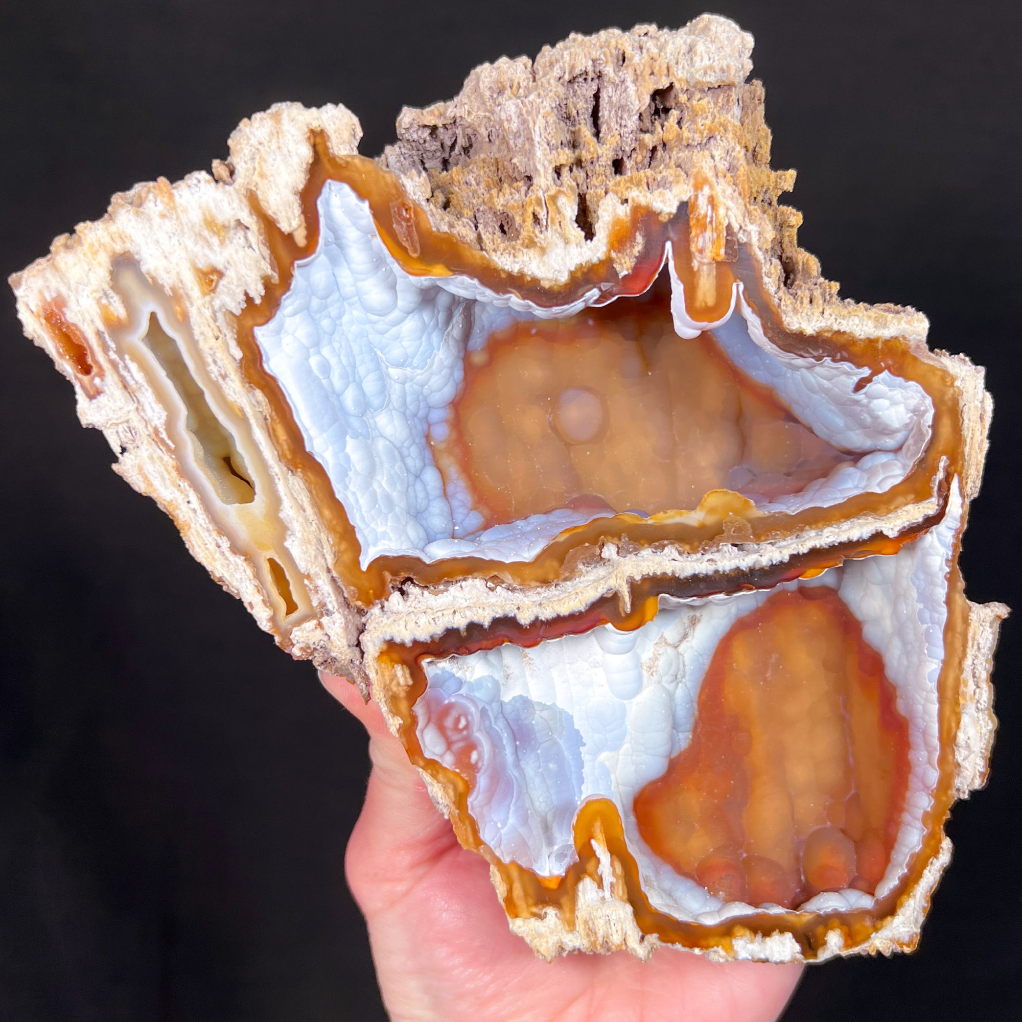 Large Fossil Coral Pair with Chalcedony