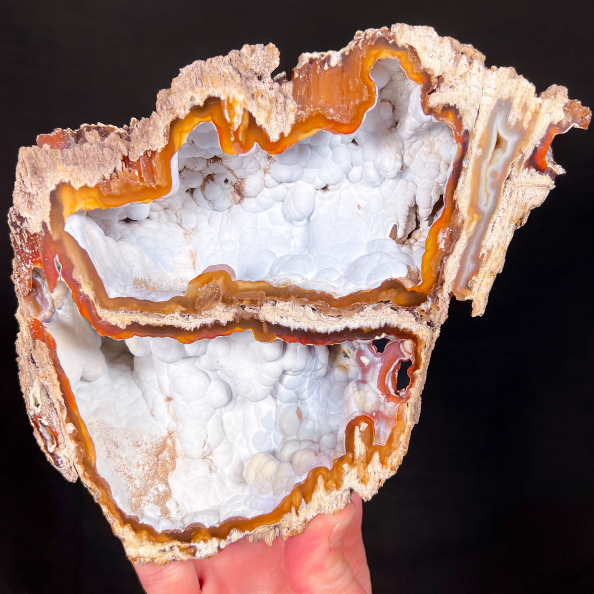 Chalcedony Inside of Fossil Coral