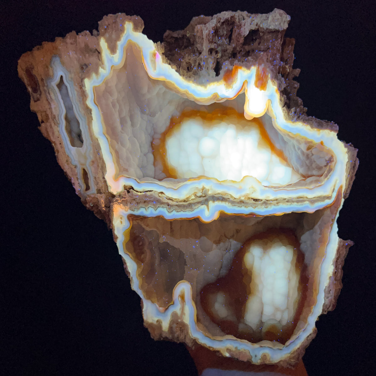 Fossilized Coral Displaying UV Fluorescence