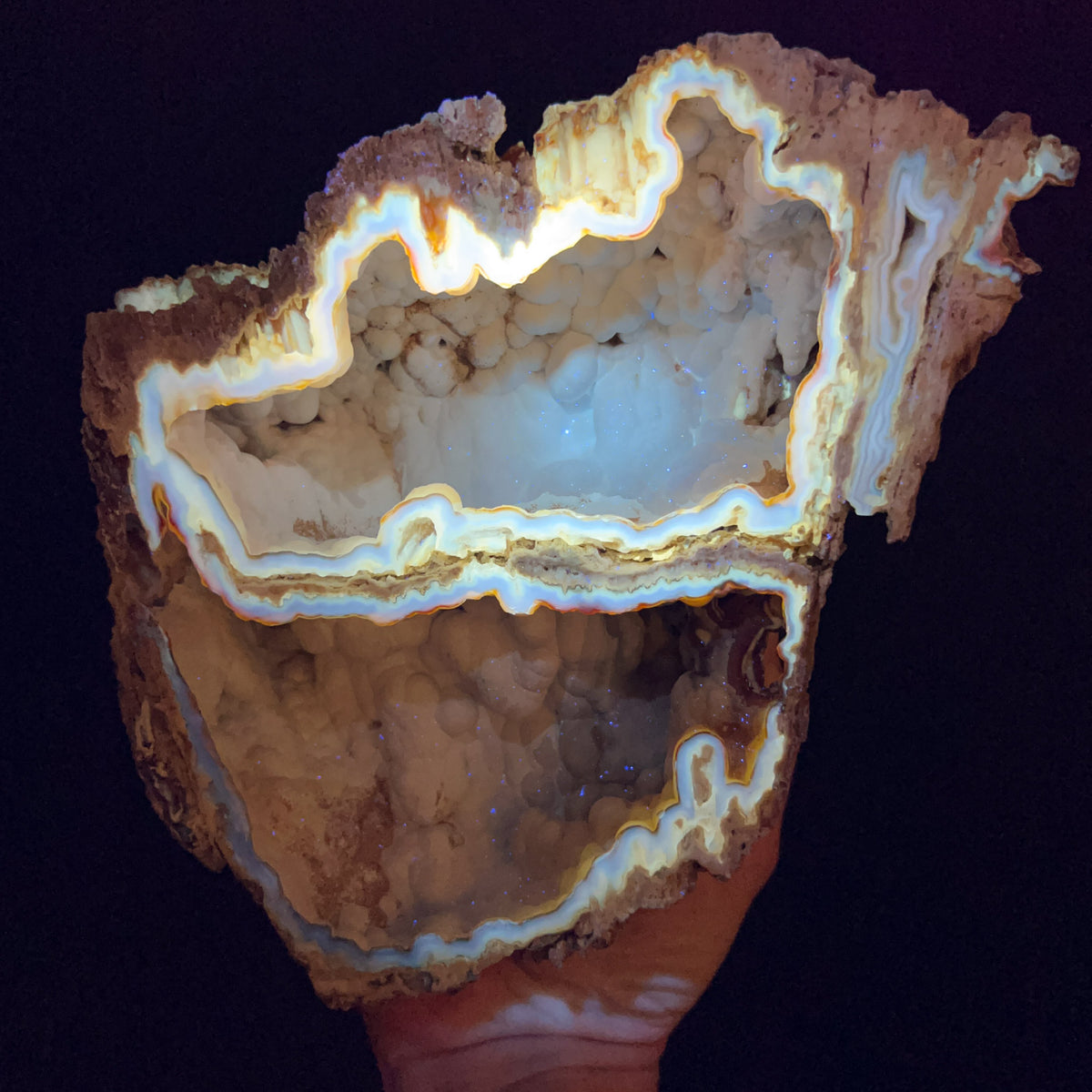 Fossilized Coral with UV Fluorescence