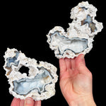 Fossil Coral Pair from Florida with Quartz and Chalcedony